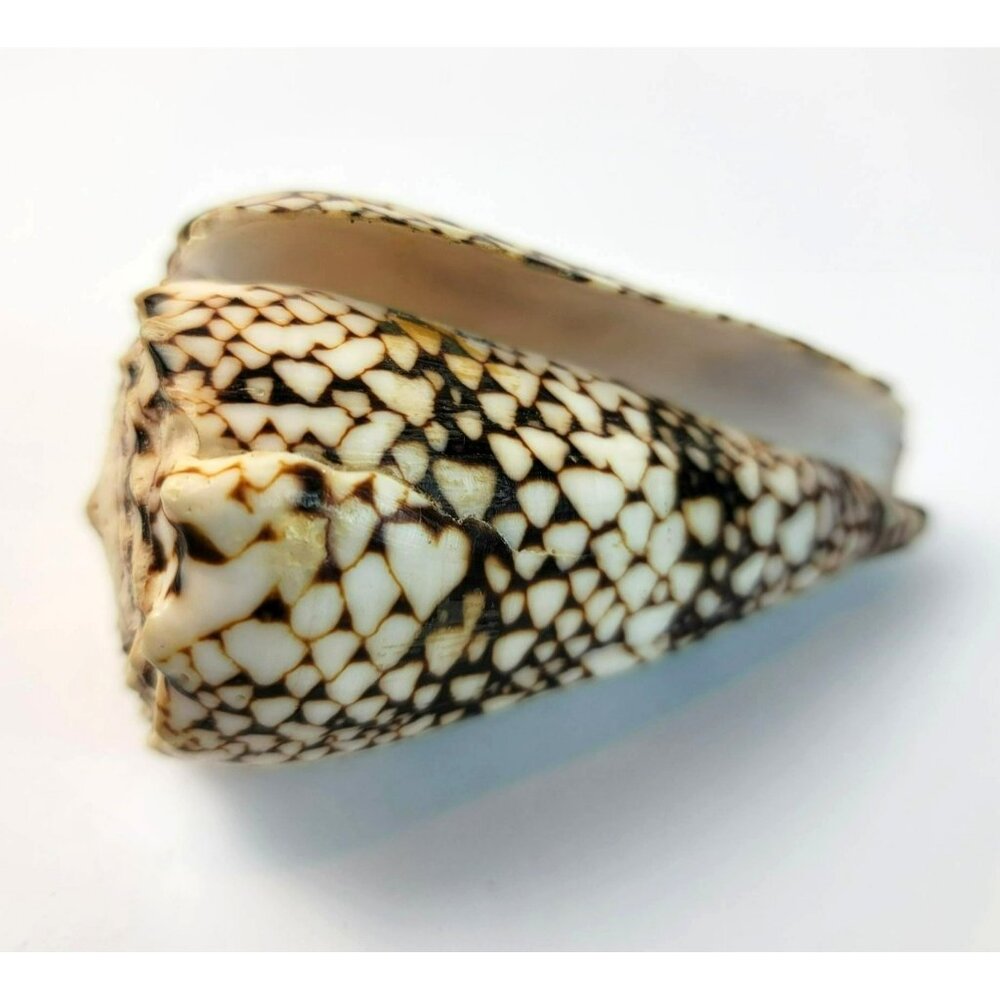 Large Conus Marmoreus Seashell Brown and White Ocean Decor JH1358 - Picture 3 of 10